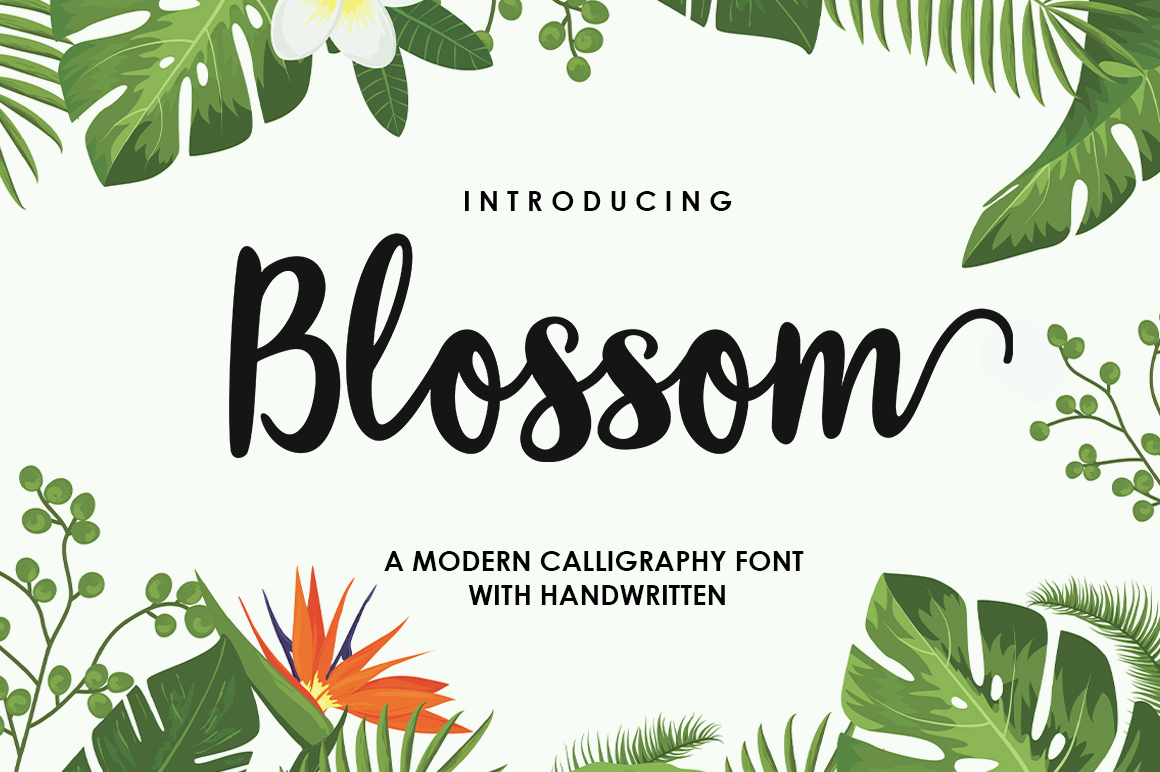 Blossom Script Font: The Modern Typeface for Scroll-Stopping Campaigns